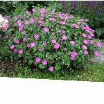 3 x Geranium sanguineum 'Max Frei' (Storchschnabel) sehr Bienenfreundlich